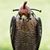 Leigh E. Foster's profile image