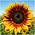 Holly Lea's profile image