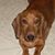 Susy Golden's profile image