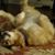 Karen Ledbetter's profile image