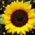 Kim Girasole's profile image