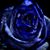 Natividad Carrillo Camacho's profile image