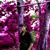 Bindas Boy Raman's profile image