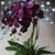 Lidia Ferreira Bastos's profile image