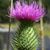 Jane Provan DeLeon's profile image