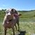 Linda Foy's profile image