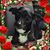Chris Darling Souza's profile image