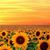 Nancy Roa Ramirez's profile image