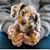 Shaimaa Anoush's profile image