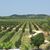 Adelfo Grappin Garcia's profile image