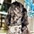 Jen Dietz Kumar's profile image