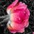 Kender Crow's profile image