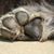 Michelle Shepherd's profile image