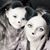 Sondra Cherpes's profile image