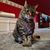 Katie Pritchard Blackwell's profile image
