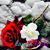 Rose Bosco's profile image