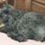 Robin Shafer's profile image