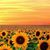 Jowana Groden's profile image