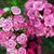 Janet Young's profile image