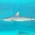 Cliff Cooksey's profile image
