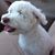 Harvey Sandoval's profile image
