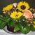 Judy Sudora's profile image
