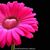 Colleen Wright's profile image