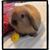 Kristina Dawn Coyle-Ham's profile image