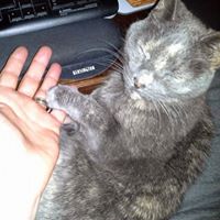 Mark Levinton's profile image