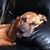 Sara Busbice's profile image