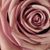 Louanne Jarrells's profile image