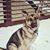 Jessica Karcher's profile image