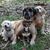 Pia M. Kirkham's profile image