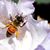 Lisa L. Pierce-Greene's profile image