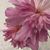 Nancy Hanson's profile image