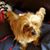 Dulce Roca's profile image