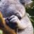 Hodgepodge Bear's profile image
