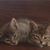 Passalacqua Roseann's profile image