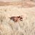 Bruce Schwartzman's profile image