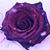 Elaine Lacroix Labrie's profile image
