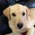 Roxanne Galica's profile image