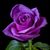 Ronda MacInnes's profile image