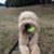 Lee Hontz's profile image