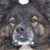Preston Cornutt's profile image