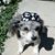 Aries Rose's profile image