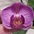 Frances Goff Miller's profile image