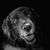 Gillian Hargrave's profile image