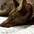 Cindi Balestra's profile image