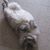 Victoria L. Simoni's profile image