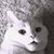 Amanda Burkett Wright's profile image
